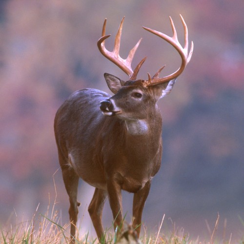 deer-buck
