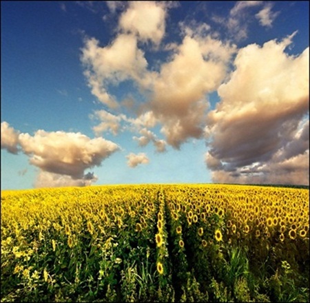 Sunflower field near Zrenjanin