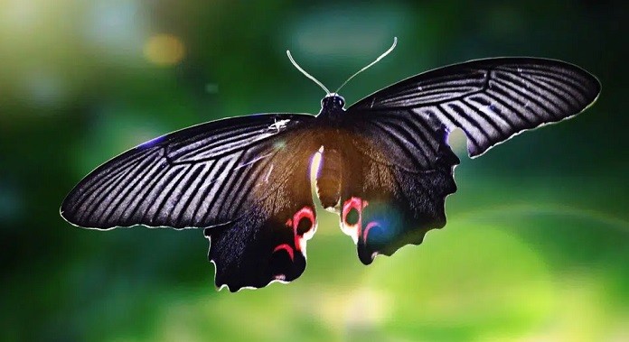 Jedan potez menja sve – efekat leptira