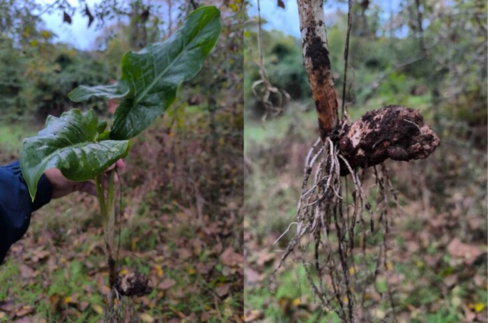 Слика на којој се налази отворен простор, Копнена биљка, трава, особаСадржај генерисан AI-јем може бити нетачан.