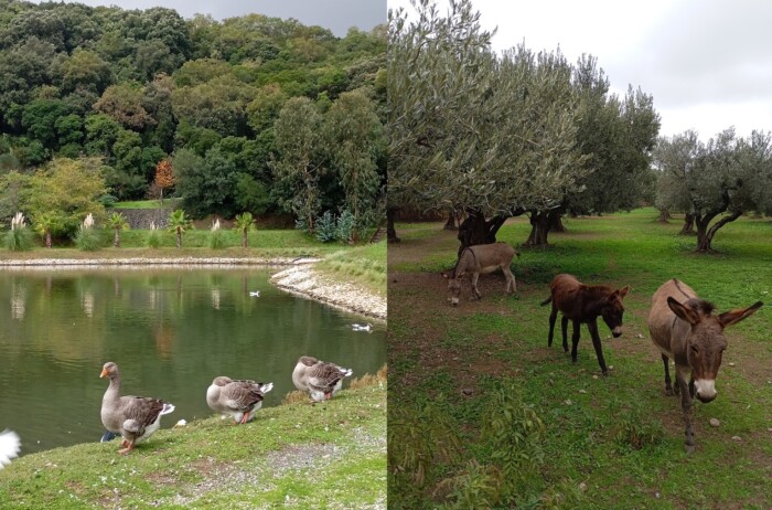 Слика на којој се налази отворен простор, трава, дрво, биљкаСадржај генерисан AI-јем може бити нетачан.